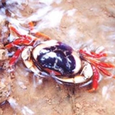 พุปูราชินี หรือ ปูสามสี